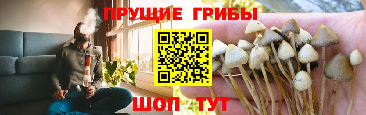 Псилоцибиновые грибы Psilocybe Кстово